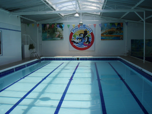 Penguins Swim School