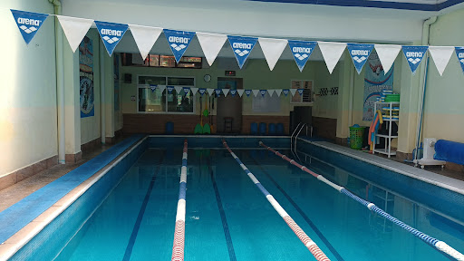 SWIMMERS (escuela de natacion)
