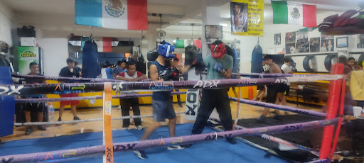 School Olympic Boxing
